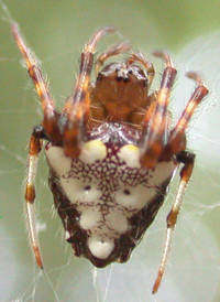 Arrowhead Orbweaver